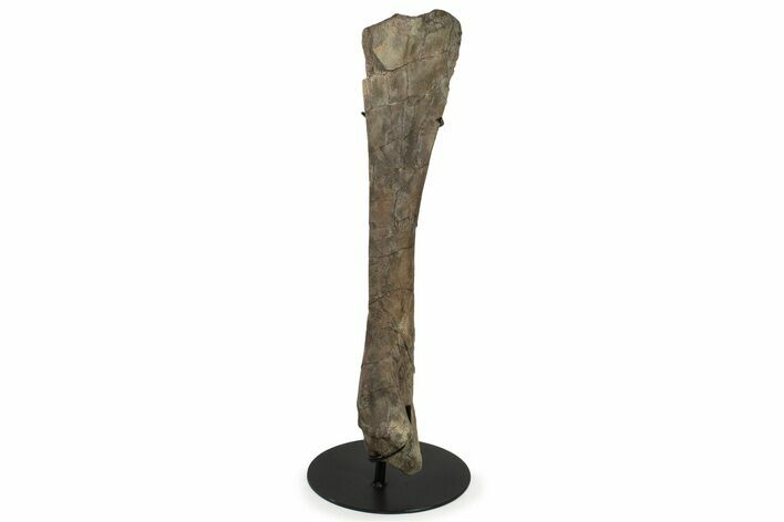 Hadrosaur (Hypacrosaurus) Tibia with Metal Stand - Montana #227804